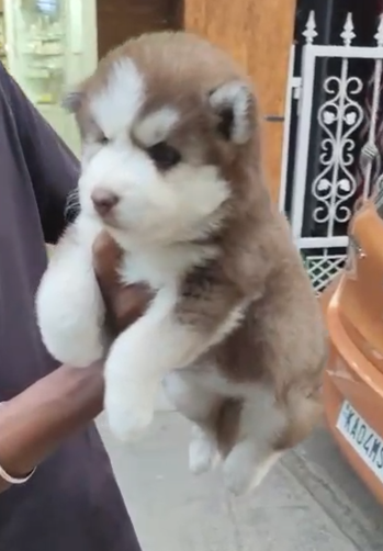 Buy Male Siberian husky Puppy from Bangalore